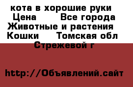 кота в хорошие руки › Цена ­ 0 - Все города Животные и растения » Кошки   . Томская обл.,Стрежевой г.